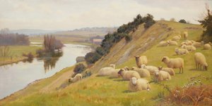 Pâturage au bord de la rivière avec des moutons